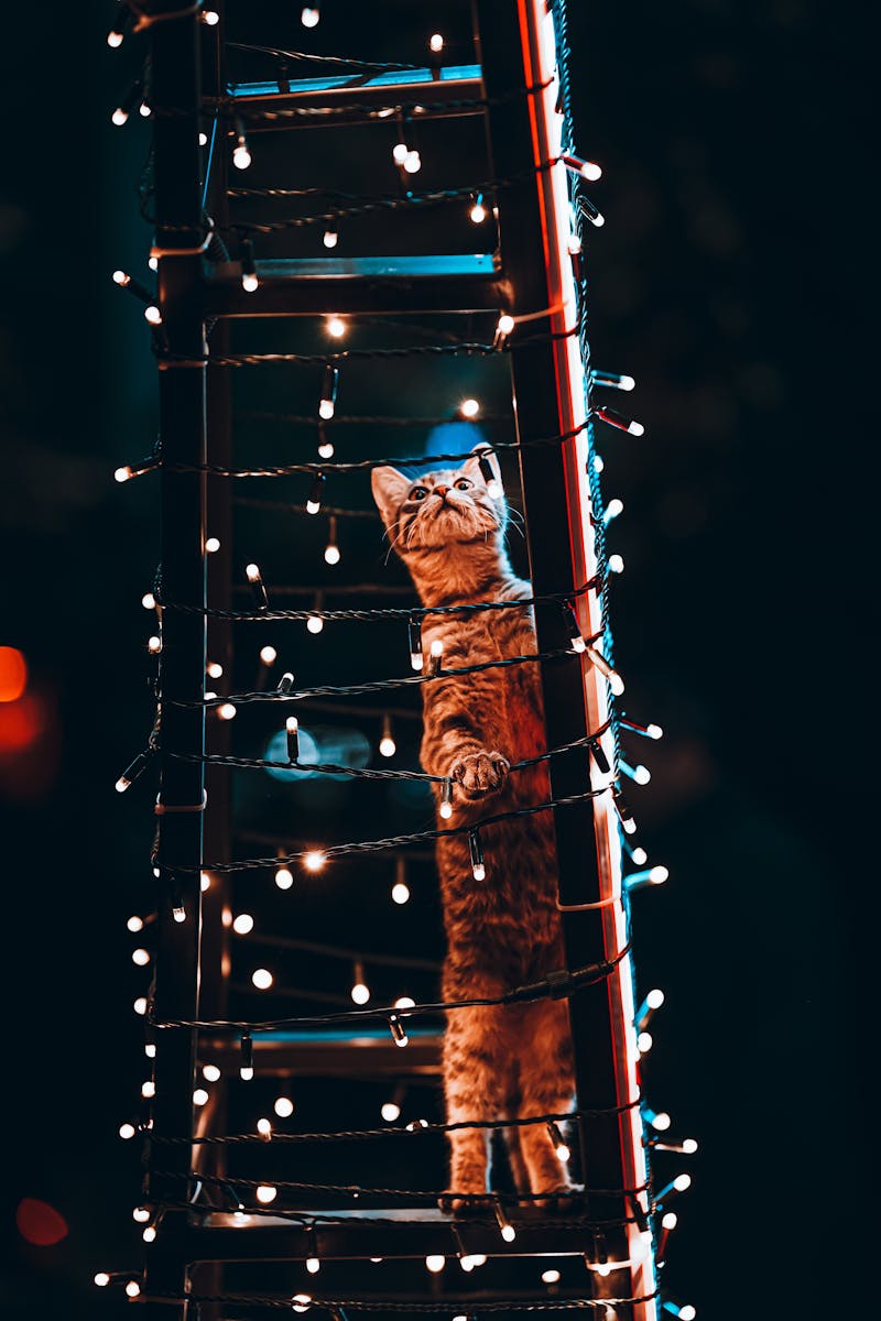 Curious Cat on ladder Decorated with Lights